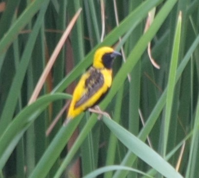 Yellow-crowned Bishop - ML182131421