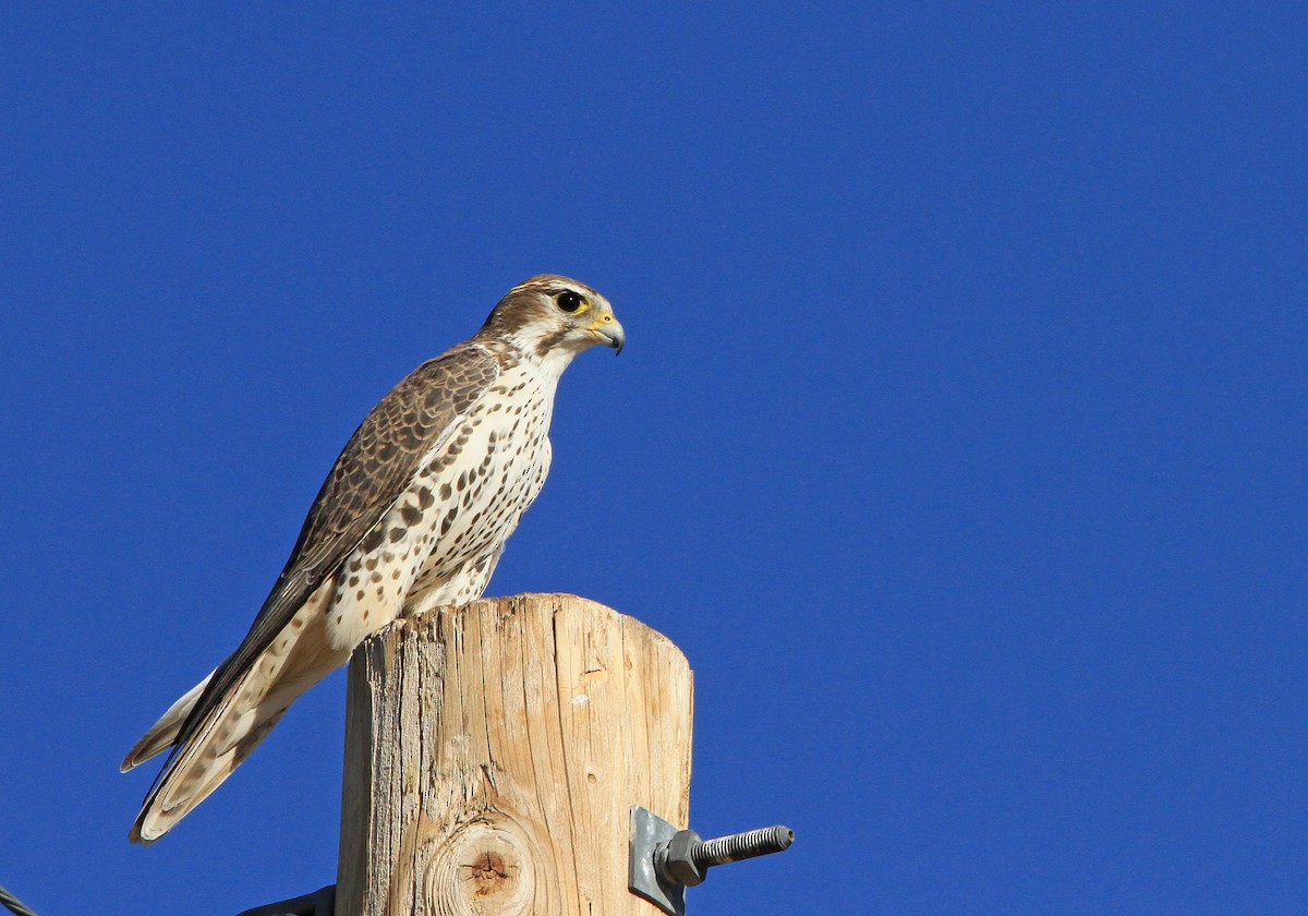 Prairie Falcon - ML182131531