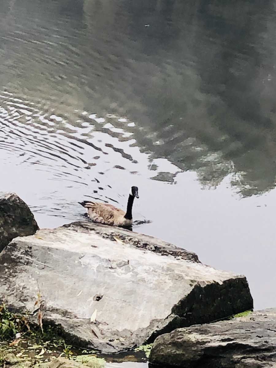 Canada Goose - ML182132211