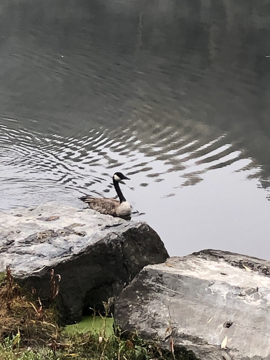 Canada Goose - ML182132221
