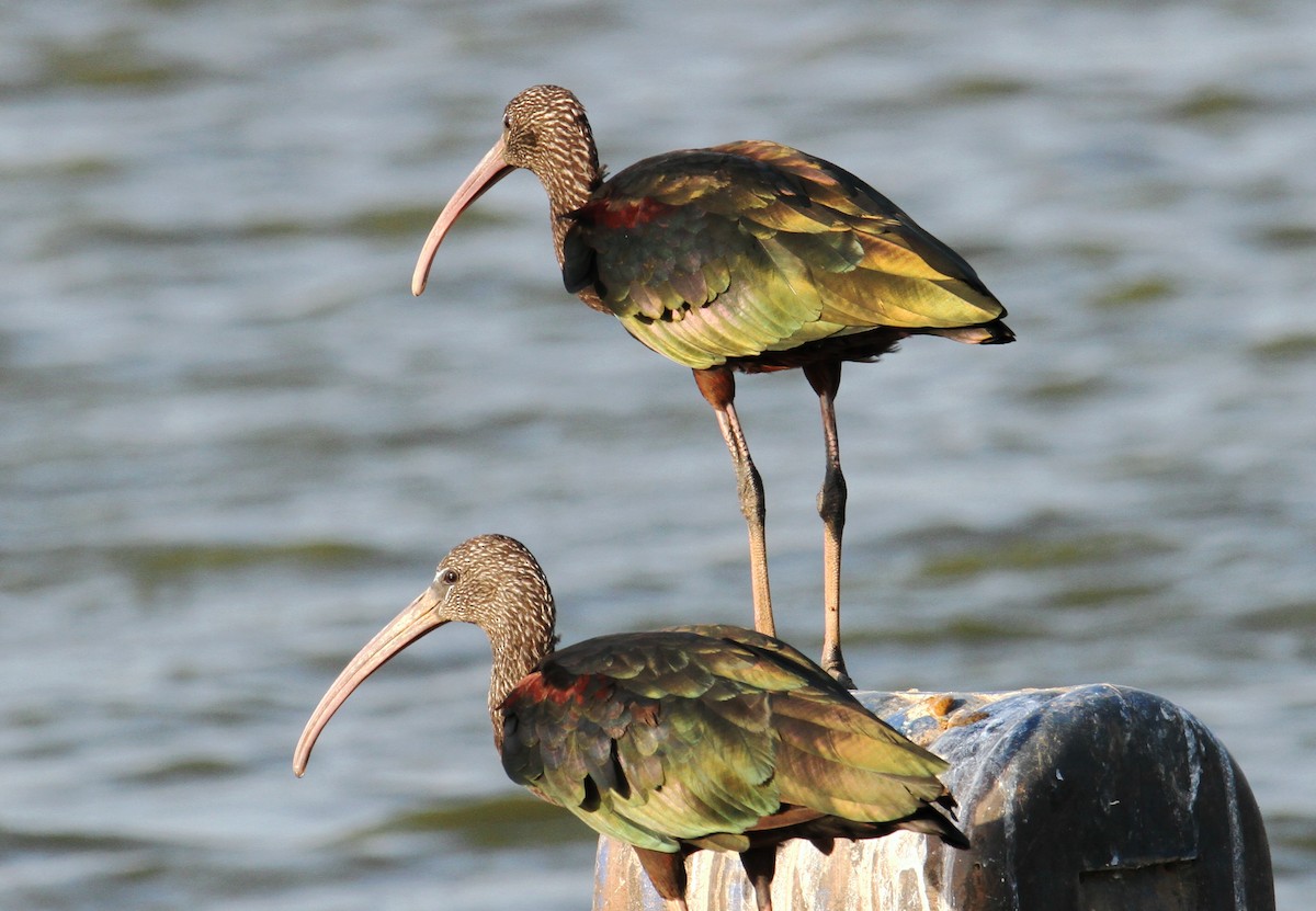 Glossy Ibis - yuda siliki