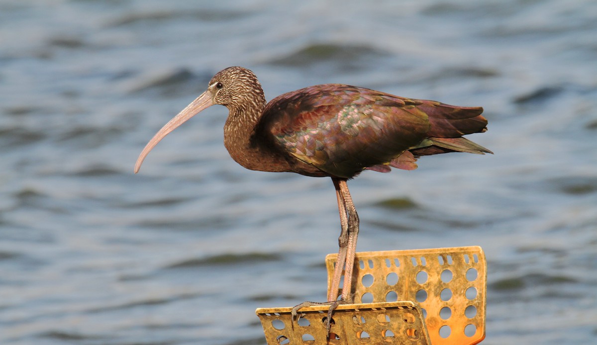 Glossy Ibis - yuda siliki