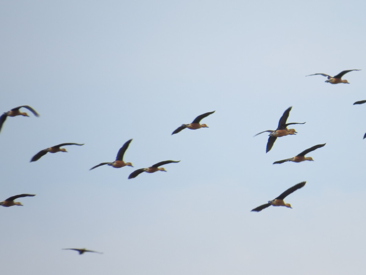 Fulvous Whistling-Duck - ML182138061