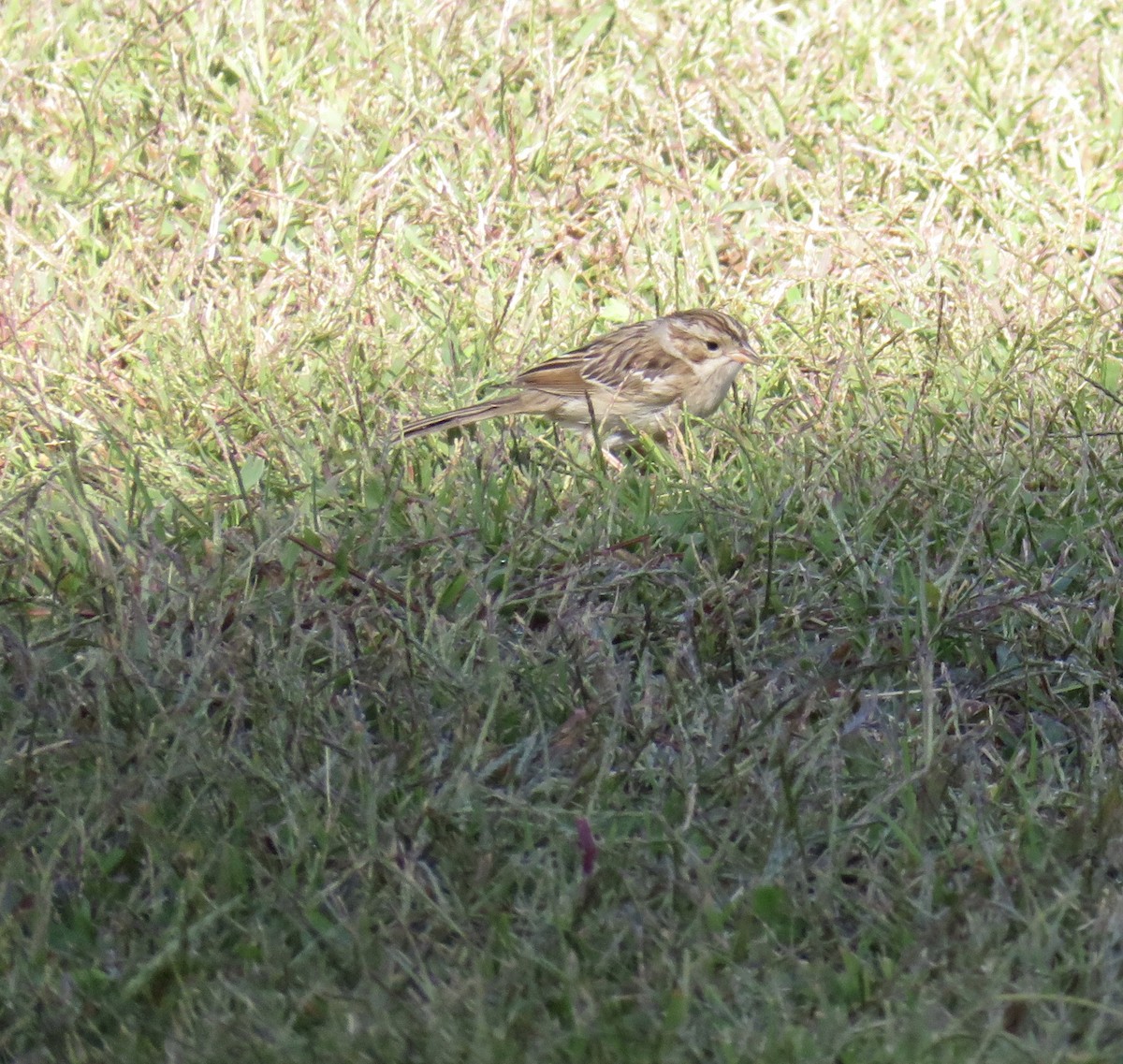 Clay-colored Sparrow - ML182140711