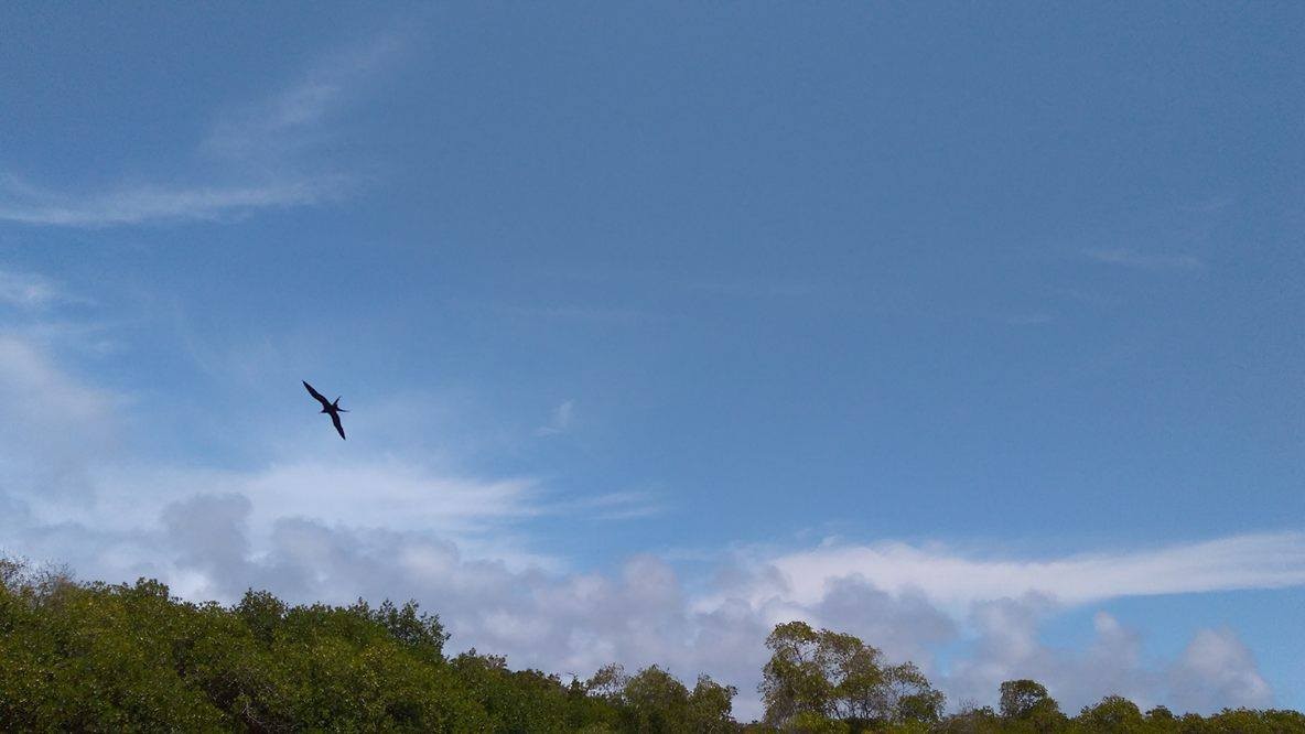 Magnificent Frigatebird - ML182141921