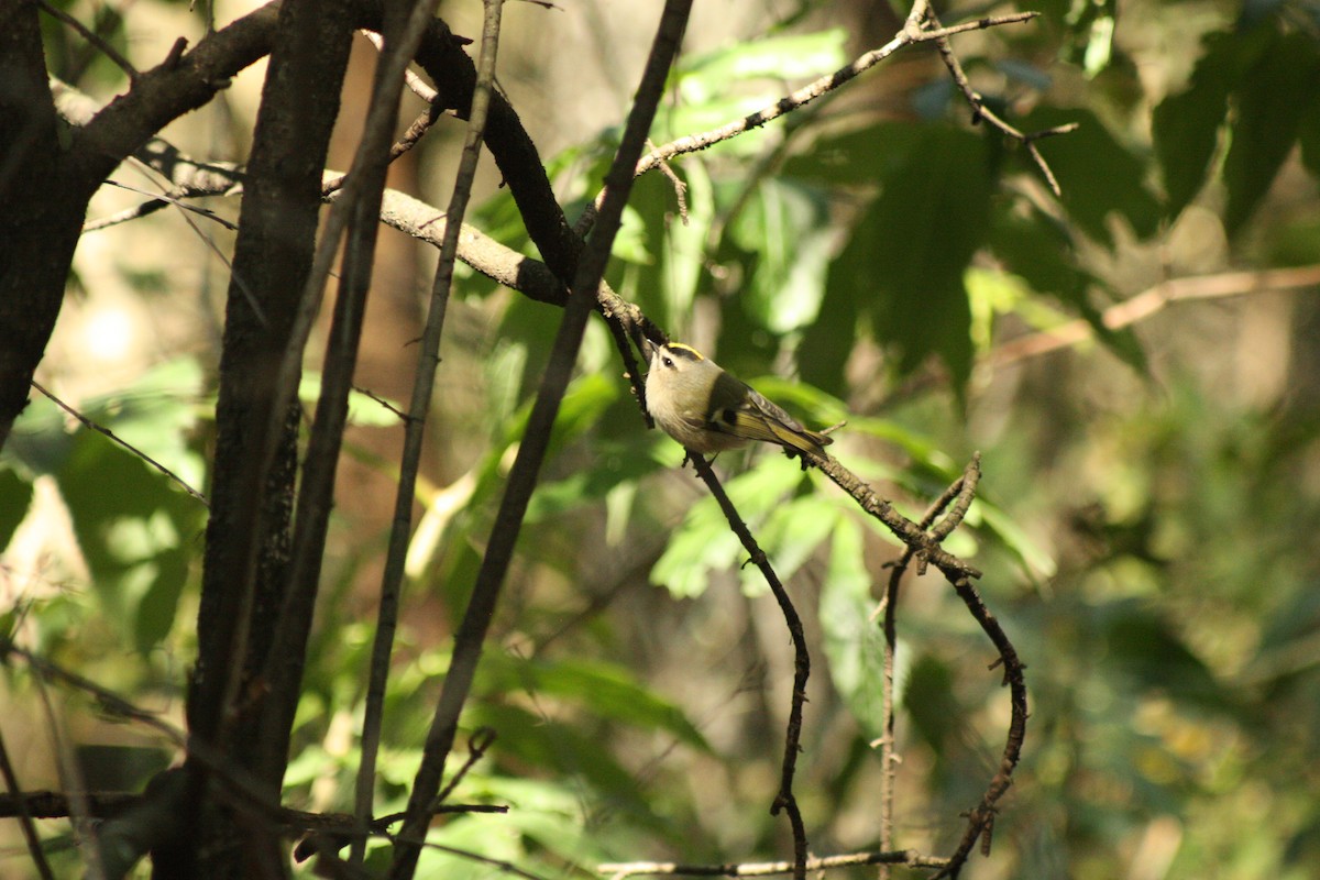 Golden-crowned Kinglet - ML182144361
