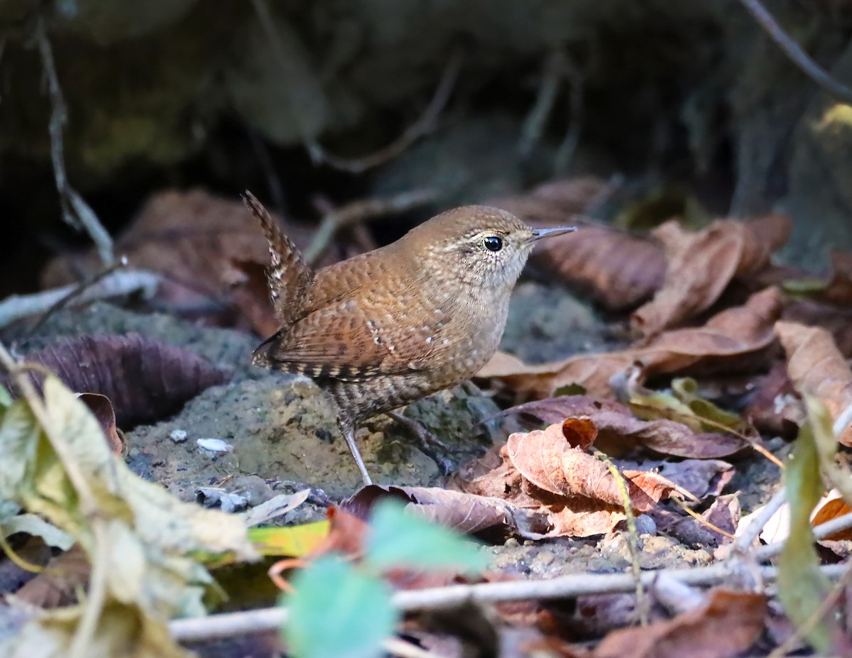 Winter Wren - ML182146731