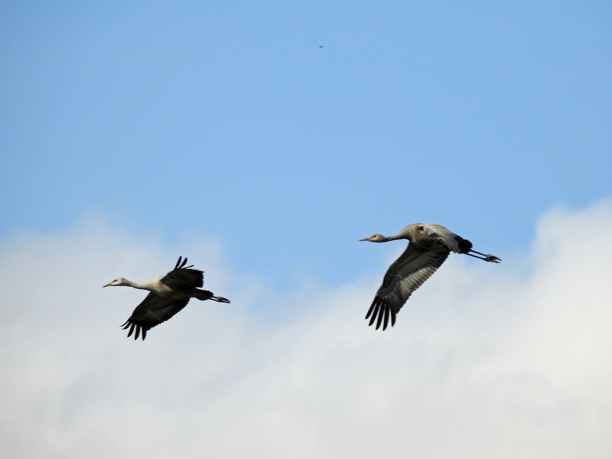 Sandhill Crane - ML182147141