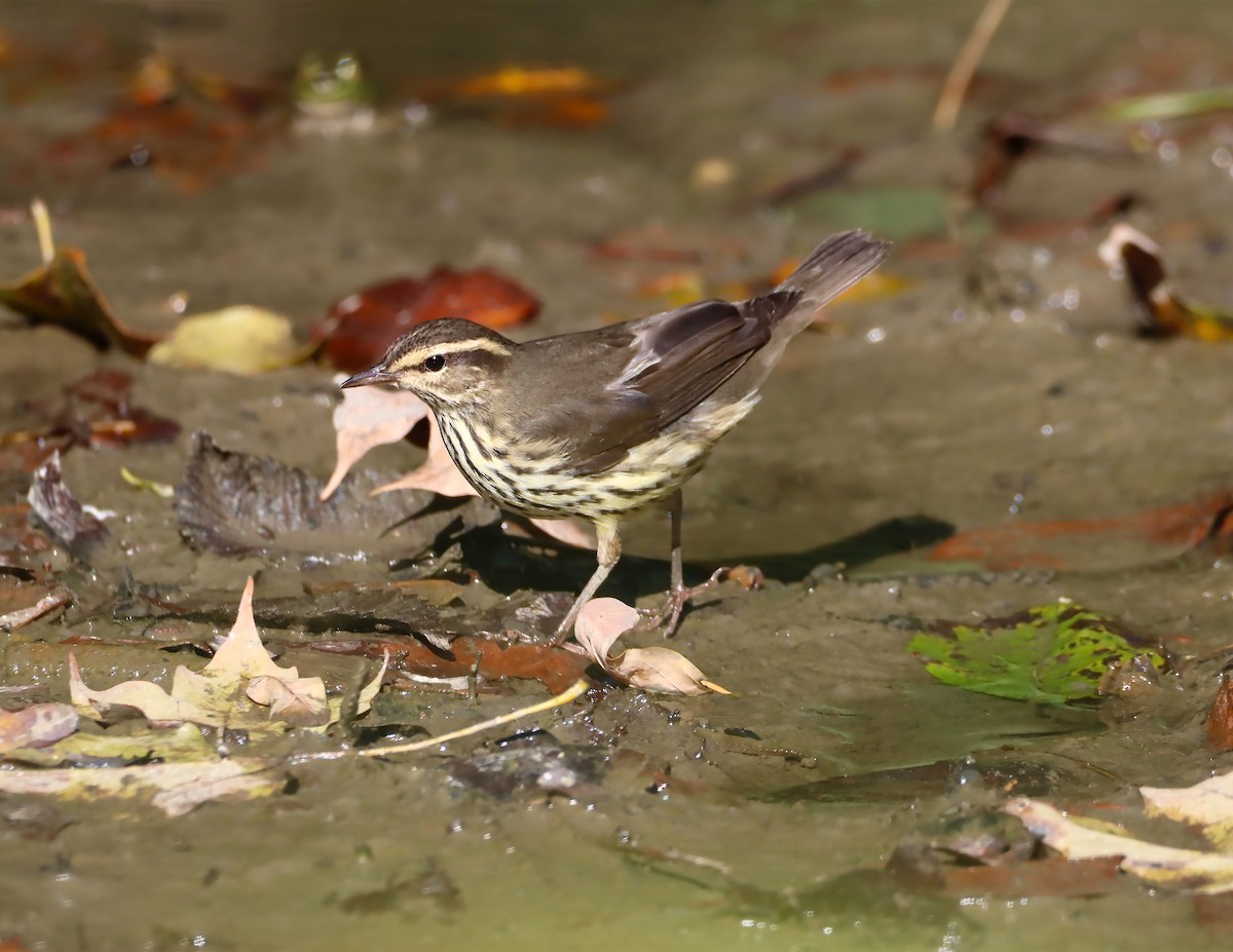 Northern Waterthrush - ML182148621