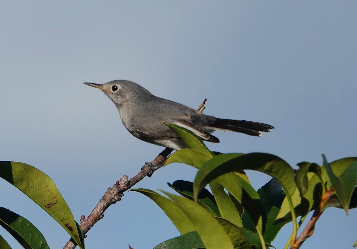 Blue-gray Gnatcatcher - ML182149651