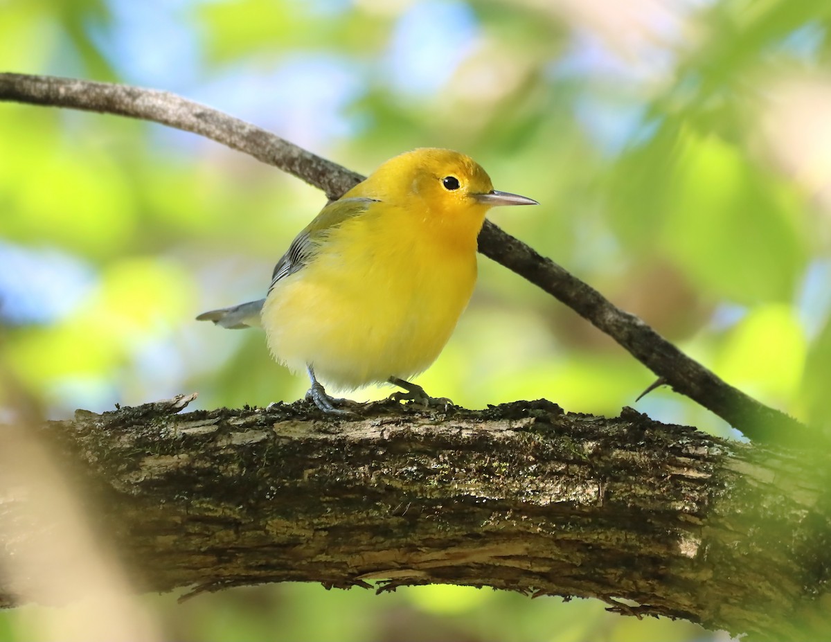 Prothonotary Warbler - ML182150451