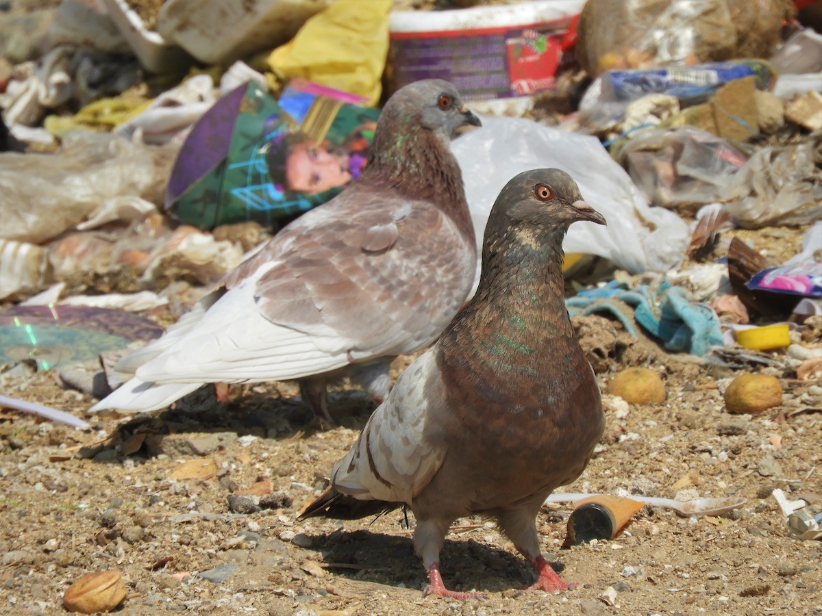 Rock Pigeon (Feral Pigeon) - ML182151081