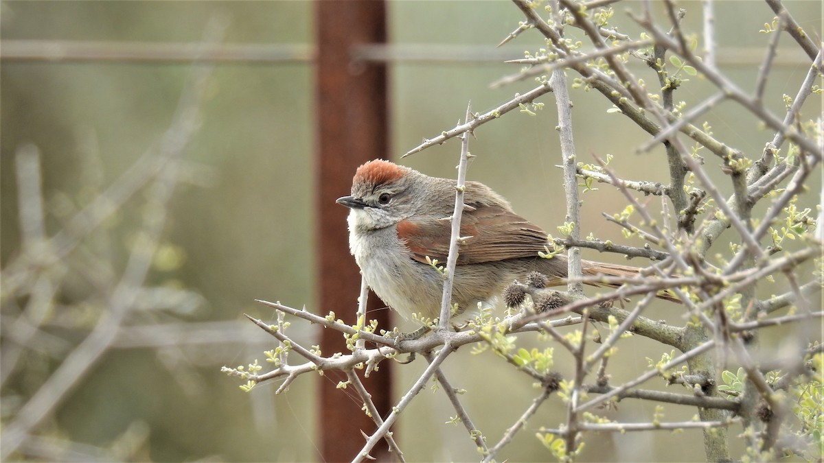 Pale-breasted Spinetail - ML182151251