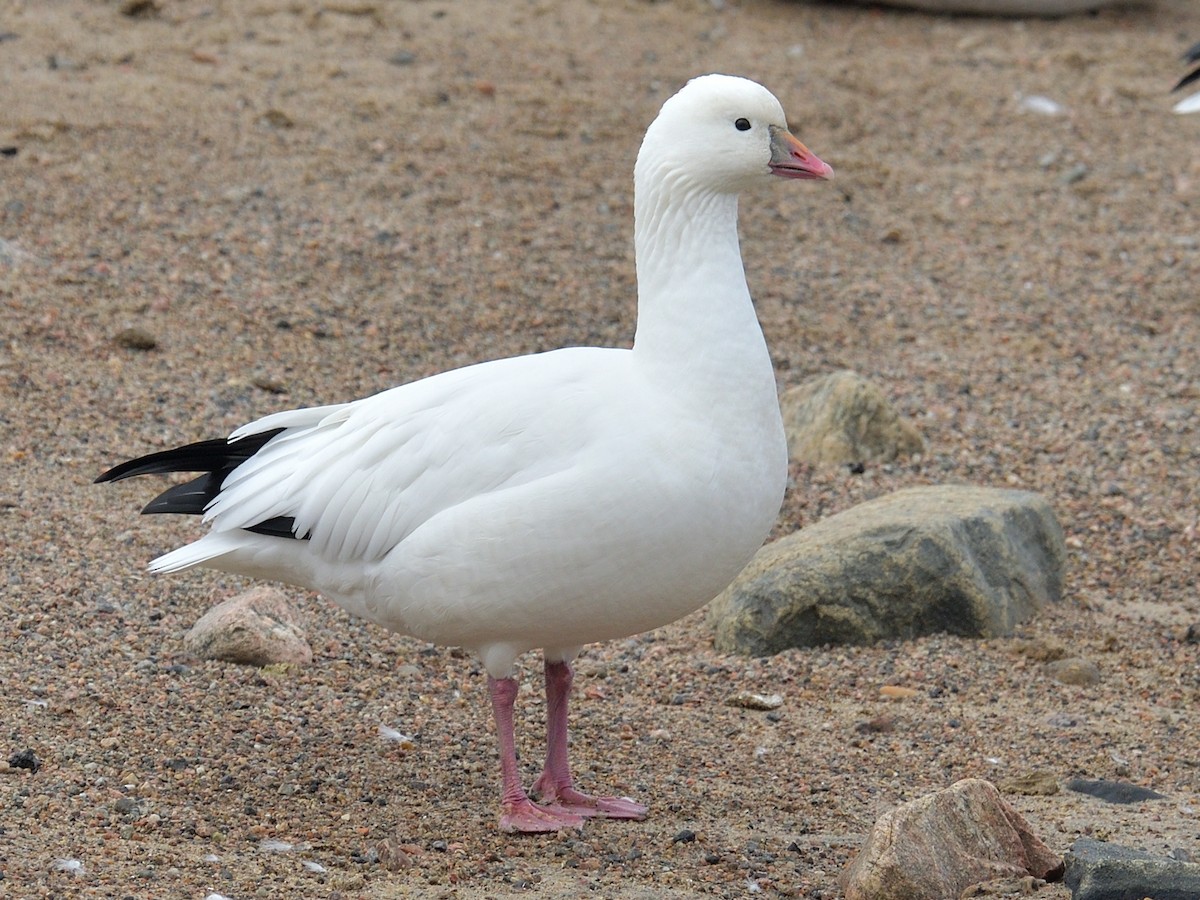 Ross's Goose - ML182152741