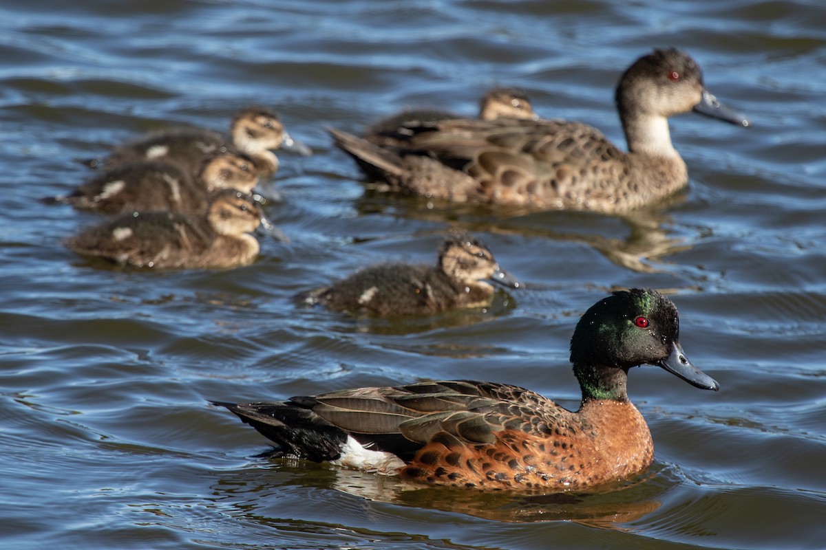 Chestnut Teal - Ramit Singal