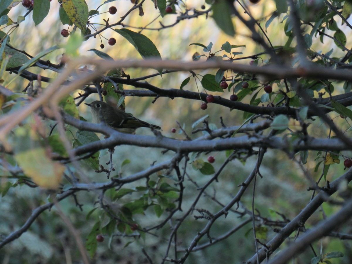 Roitelet à couronne rubis - ML182156431