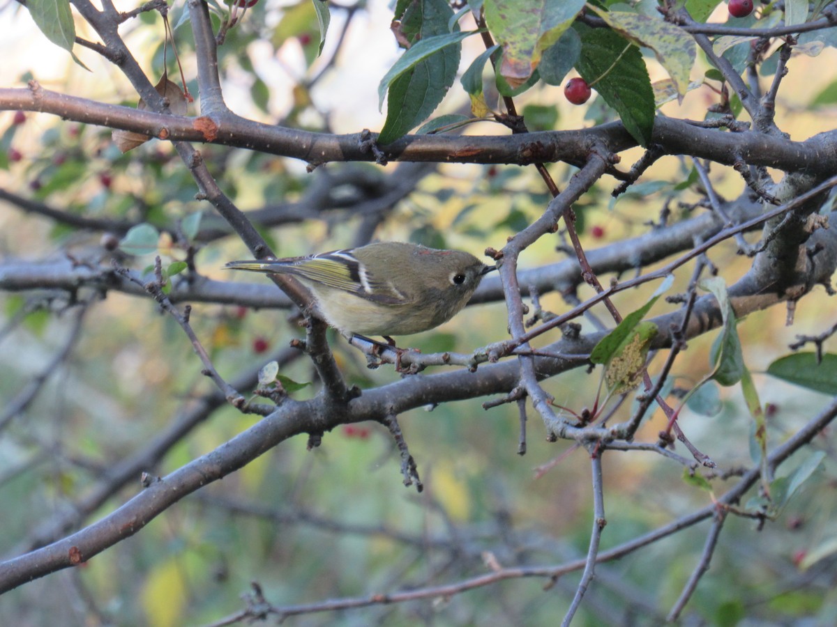 Roitelet à couronne rubis - ML182156501