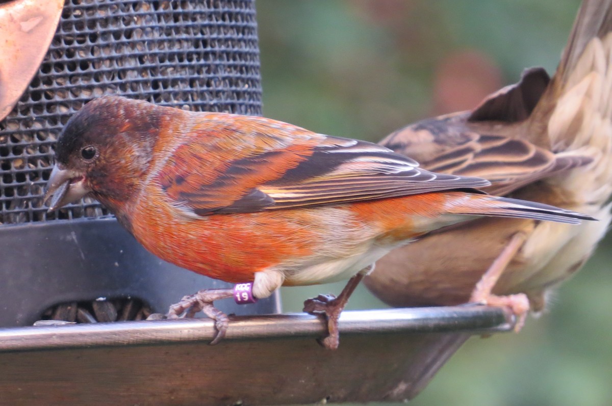 Red Siskin - ML182157601