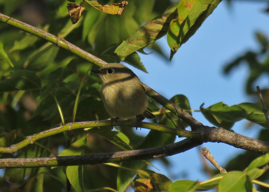 Ruby-crowned Kinglet - ML182159591