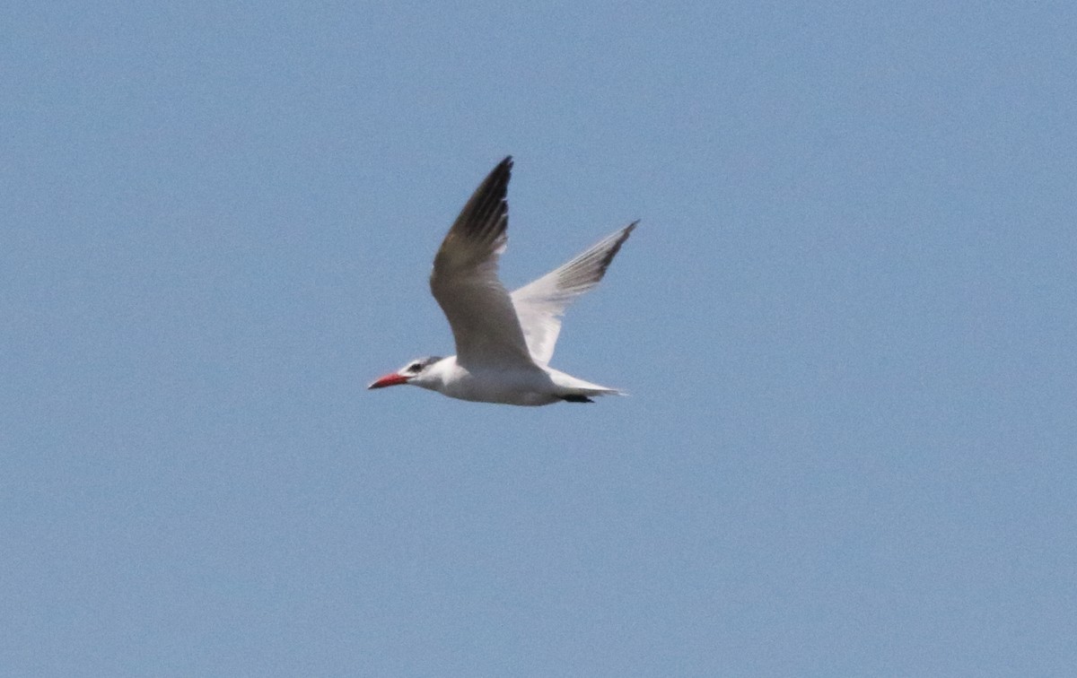 Caspian Tern - Jeffrey Blalock