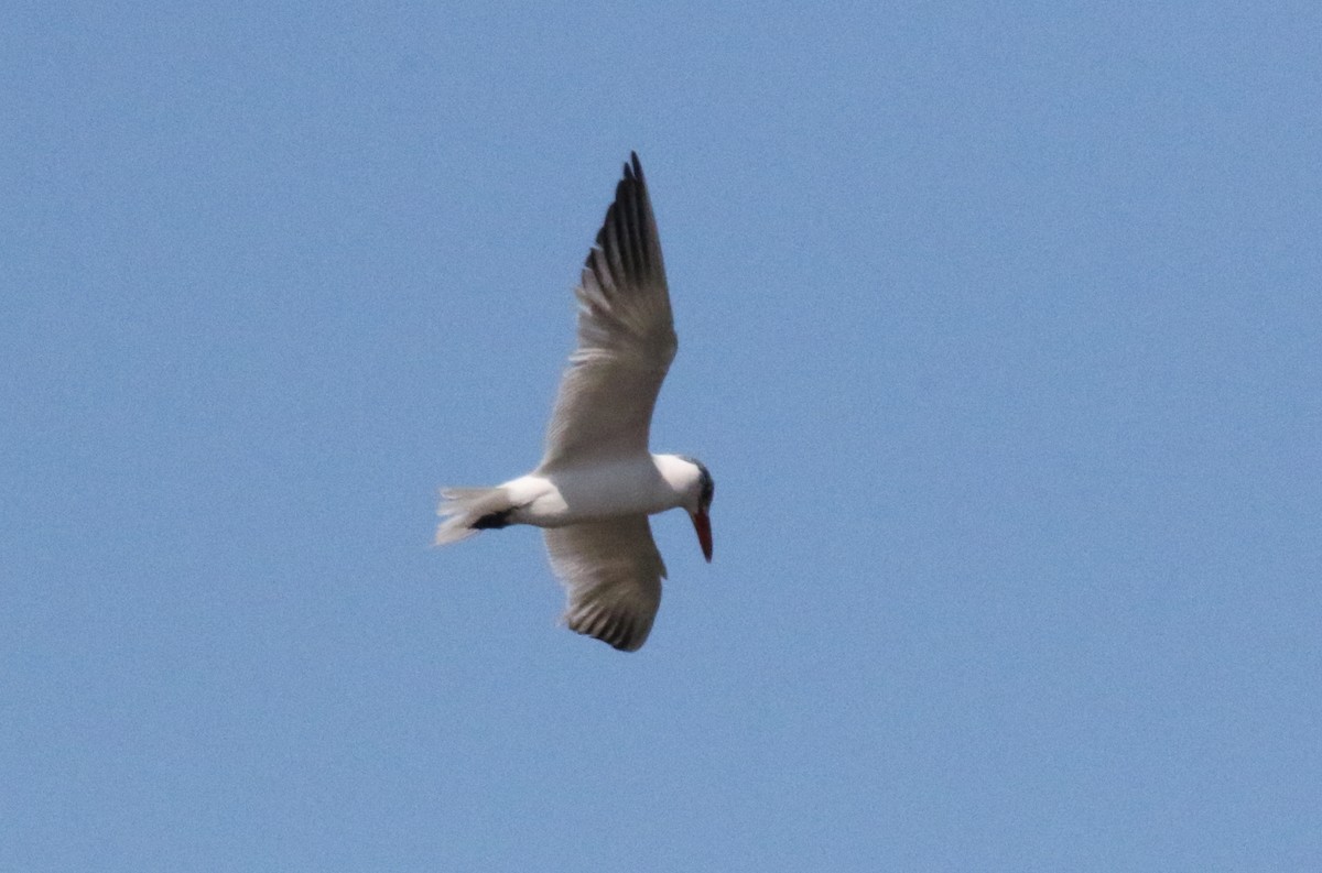 Caspian Tern - ML182160171