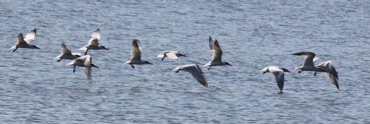 Caspian Tern - ML182160191