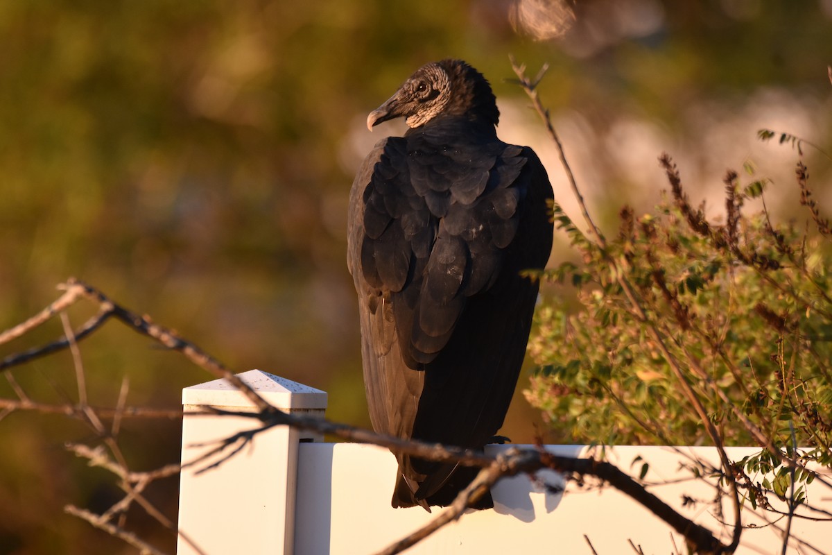 Black Vulture - ML182160461