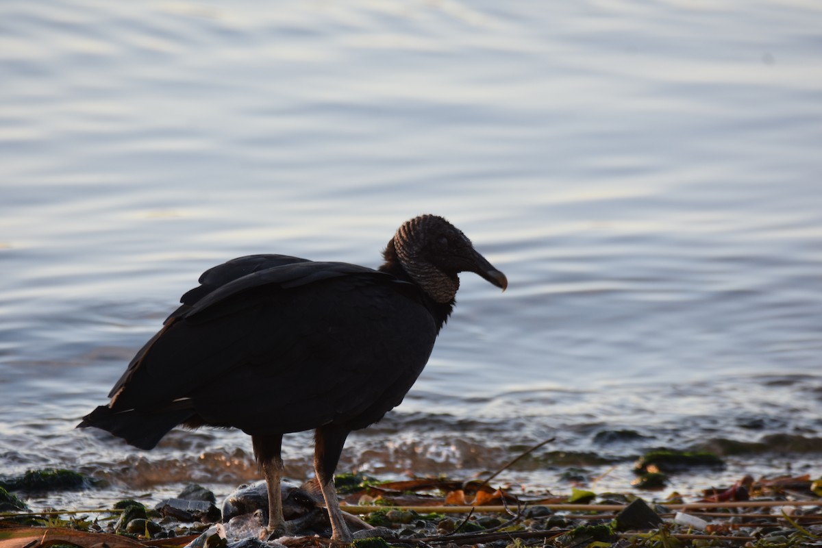 Black Vulture - ML182160521