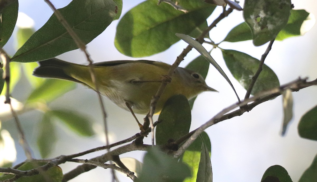 Nashville Warbler - ML182162191