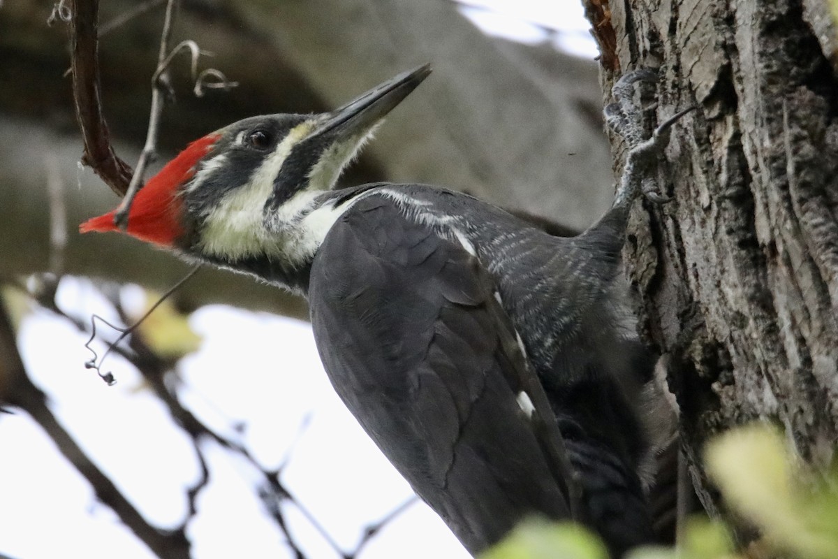 Pileated Woodpecker - ML182163281