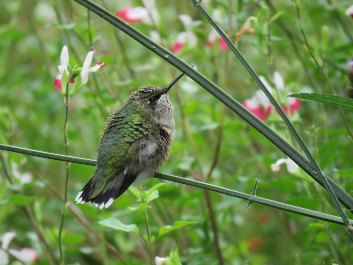 Ruby-throated Hummingbird - Alec Humann