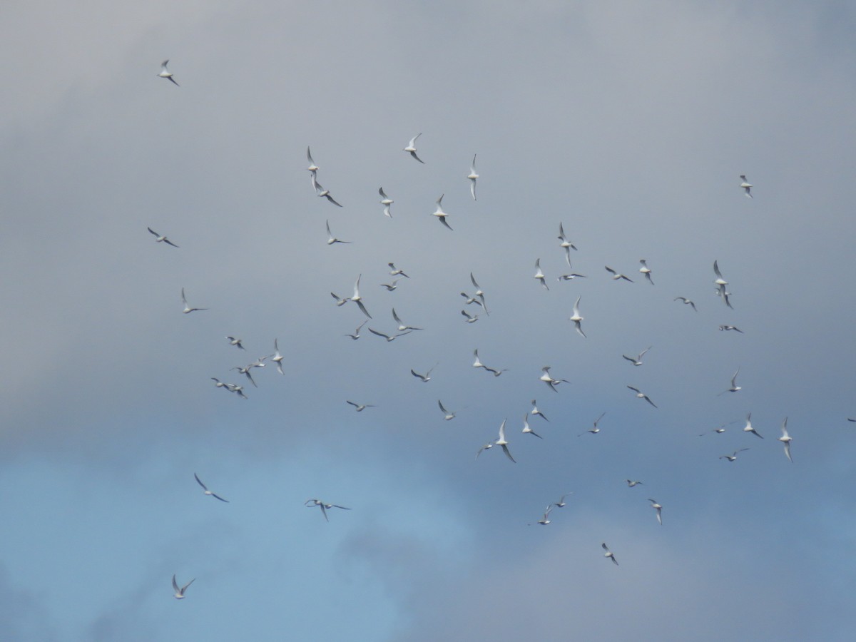 Bonaparte's Gull - ML182164831