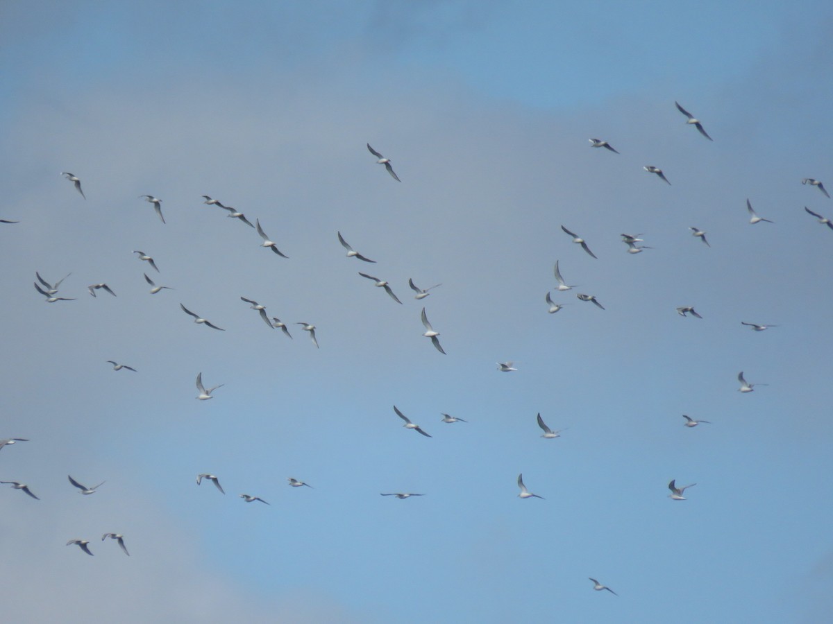 Bonaparte's Gull - ML182164851
