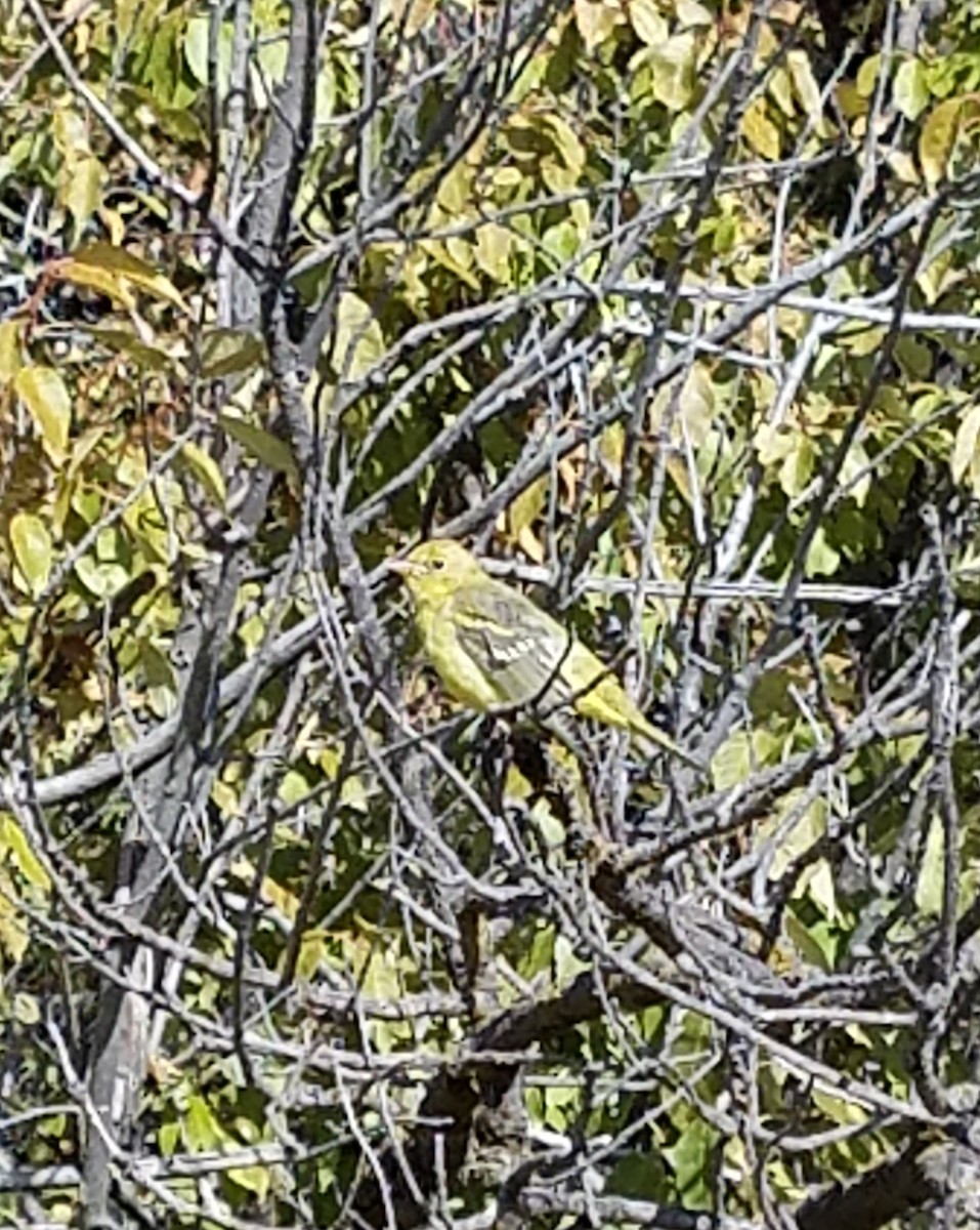 Western Tanager - ML182165941