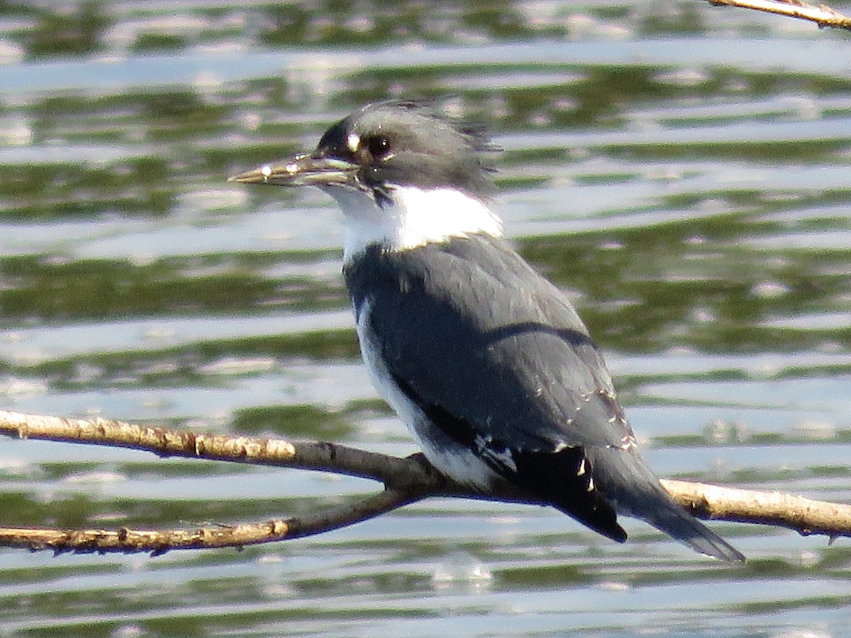 Belted Kingfisher - ML182169421