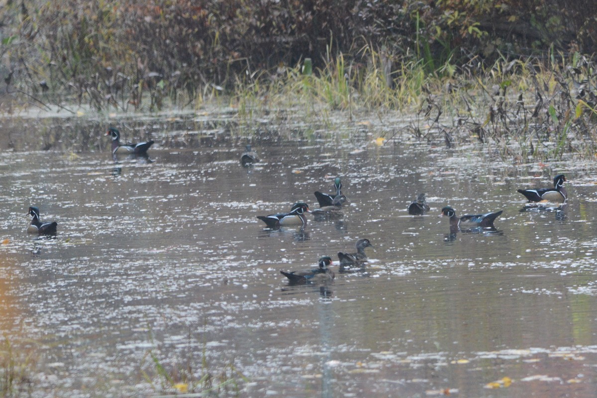 Wood Duck - ML182170041