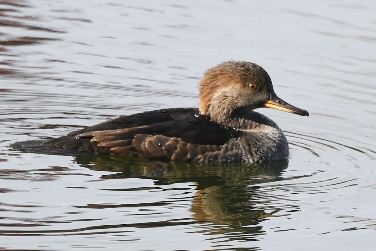 Hooded Merganser - ML182173081
