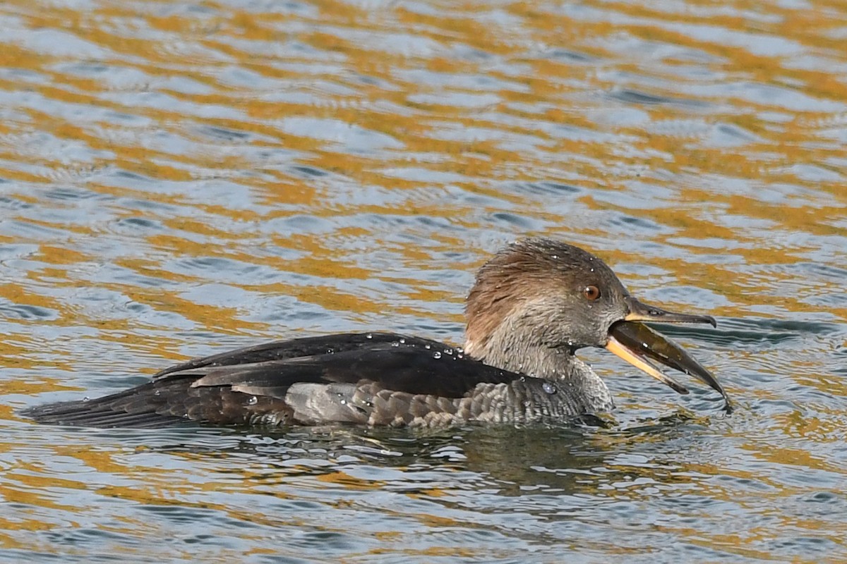 Hooded Merganser - ML182173161