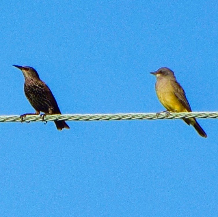 Cassin's Kingbird - ML182174521