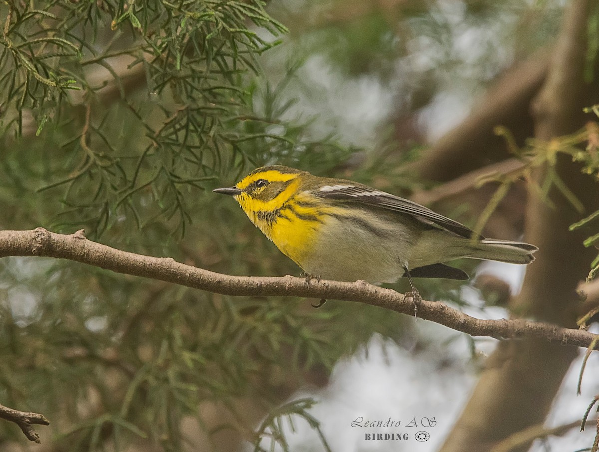Пісняр-лісовик західний - ML182175151