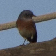 Western Bluebird - Paul  Contreras