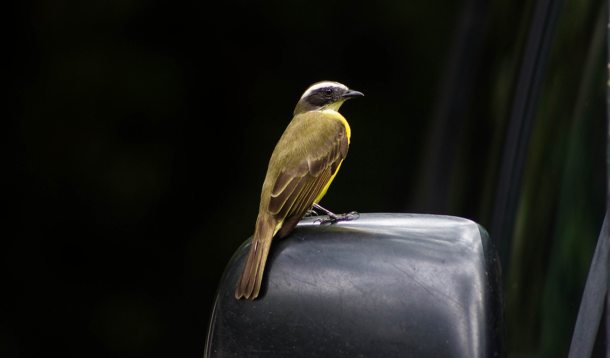 Social Flycatcher - ML182177811