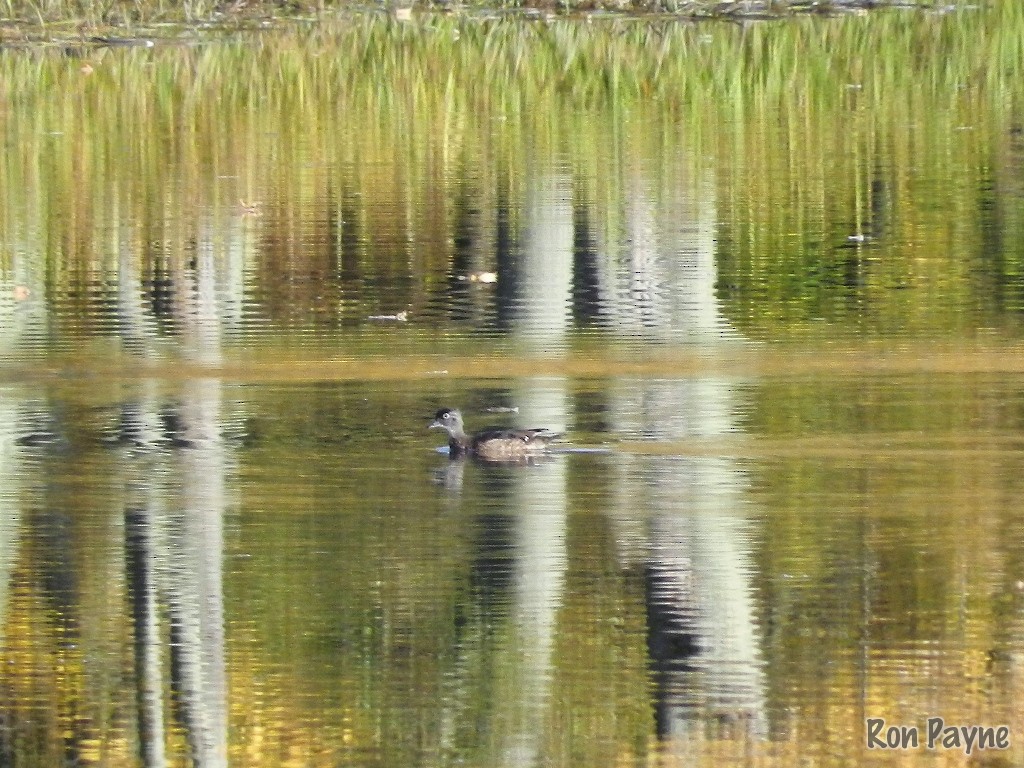 Wood Duck - ML182178541