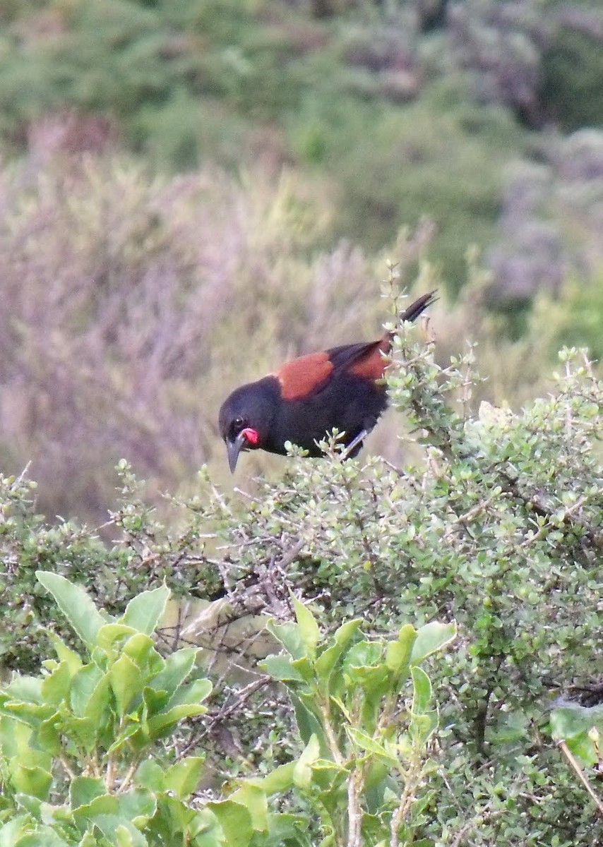 North Island Saddleback - Merryl Edelstein