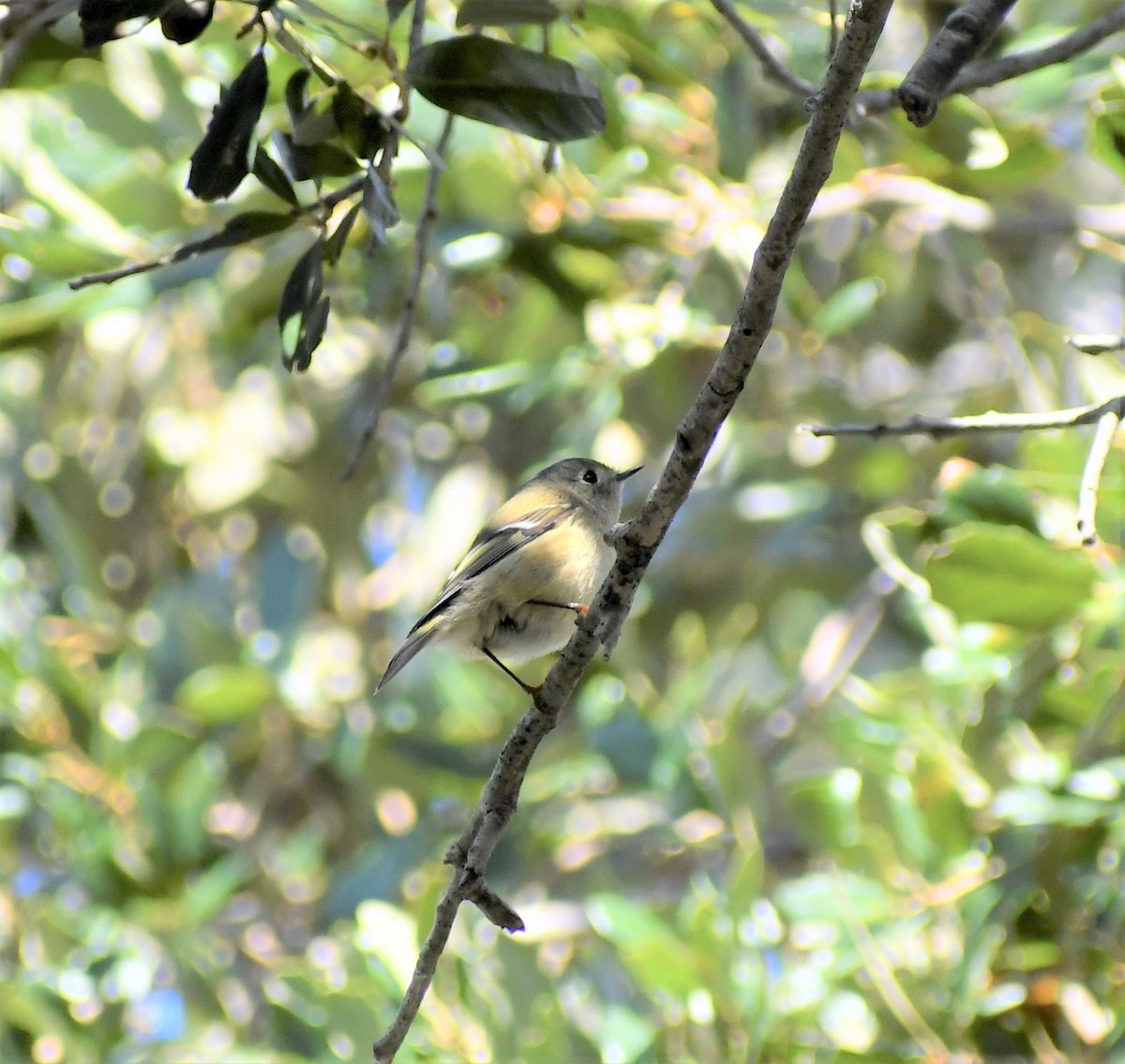 Roitelet à couronne rubis - ML182181841