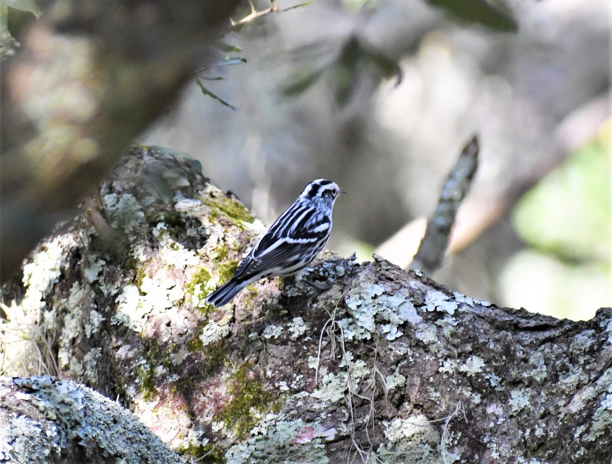 Black-and-white Warbler - ML182182561