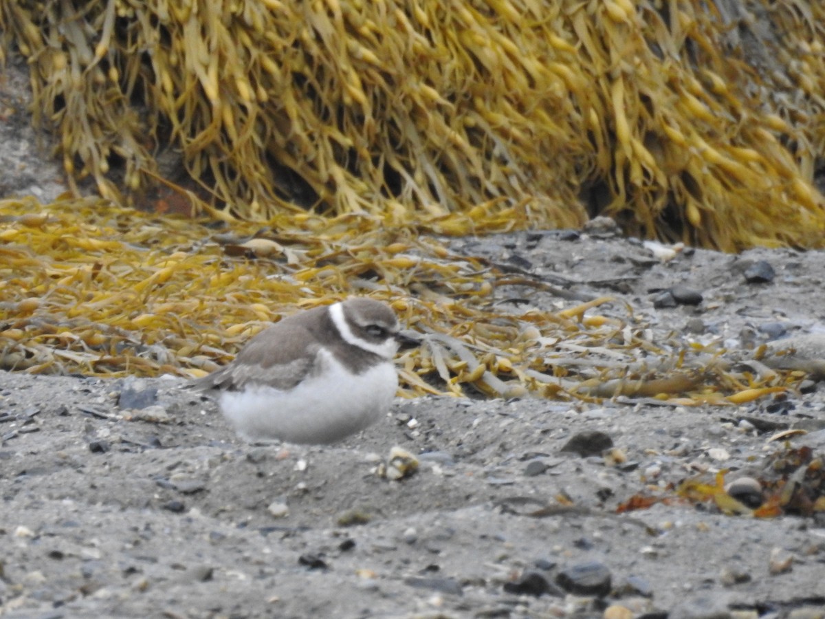 Semipalmated Plover - ML182183531
