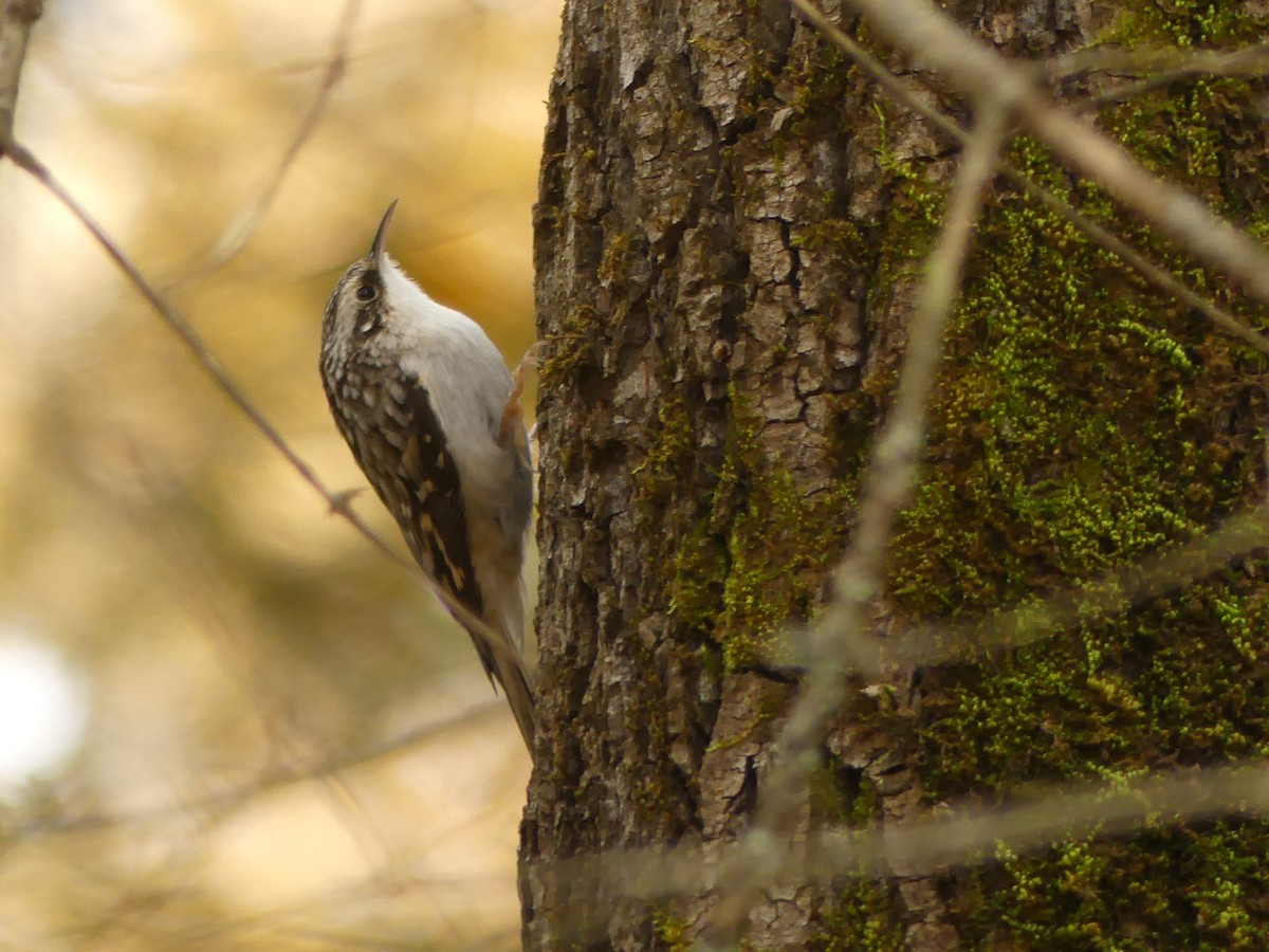 Brown Creeper - ML182184911