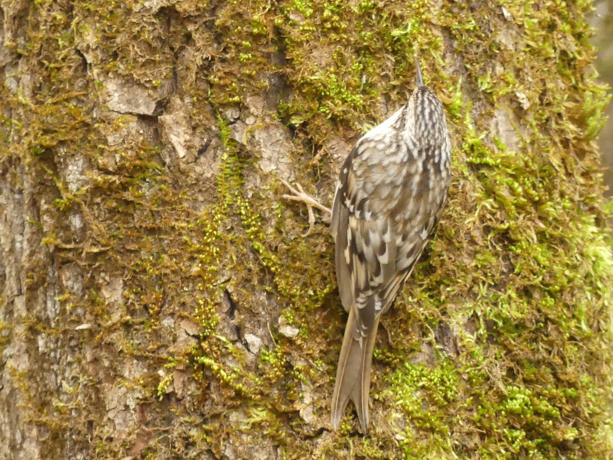 Brown Creeper - ML182184921