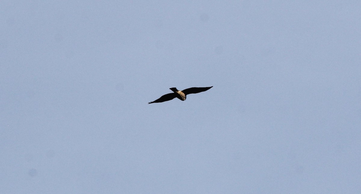 Accipiter sp. - Nels Nelson